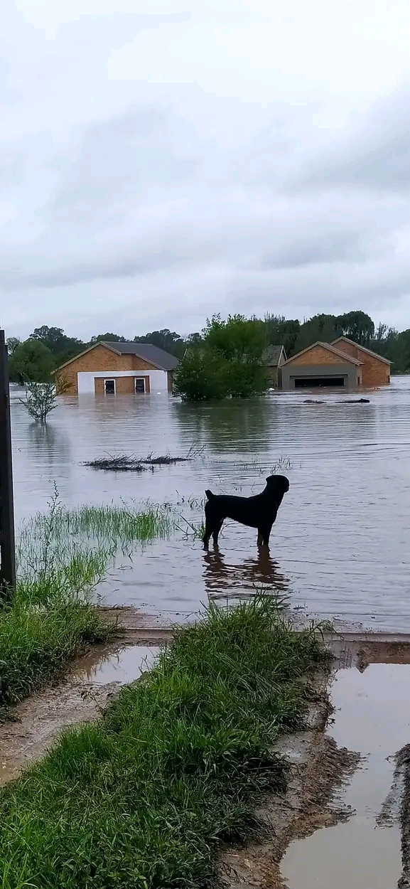 Dog rescued from flood